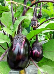 eggplant violetta di firenze6